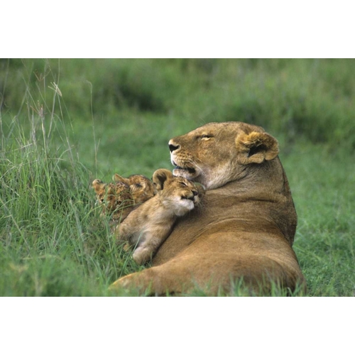 Tanzania, Ngorongoro Crater African lion and cub